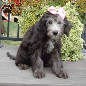 Samantha (medium), Sheepadoodle Puppy